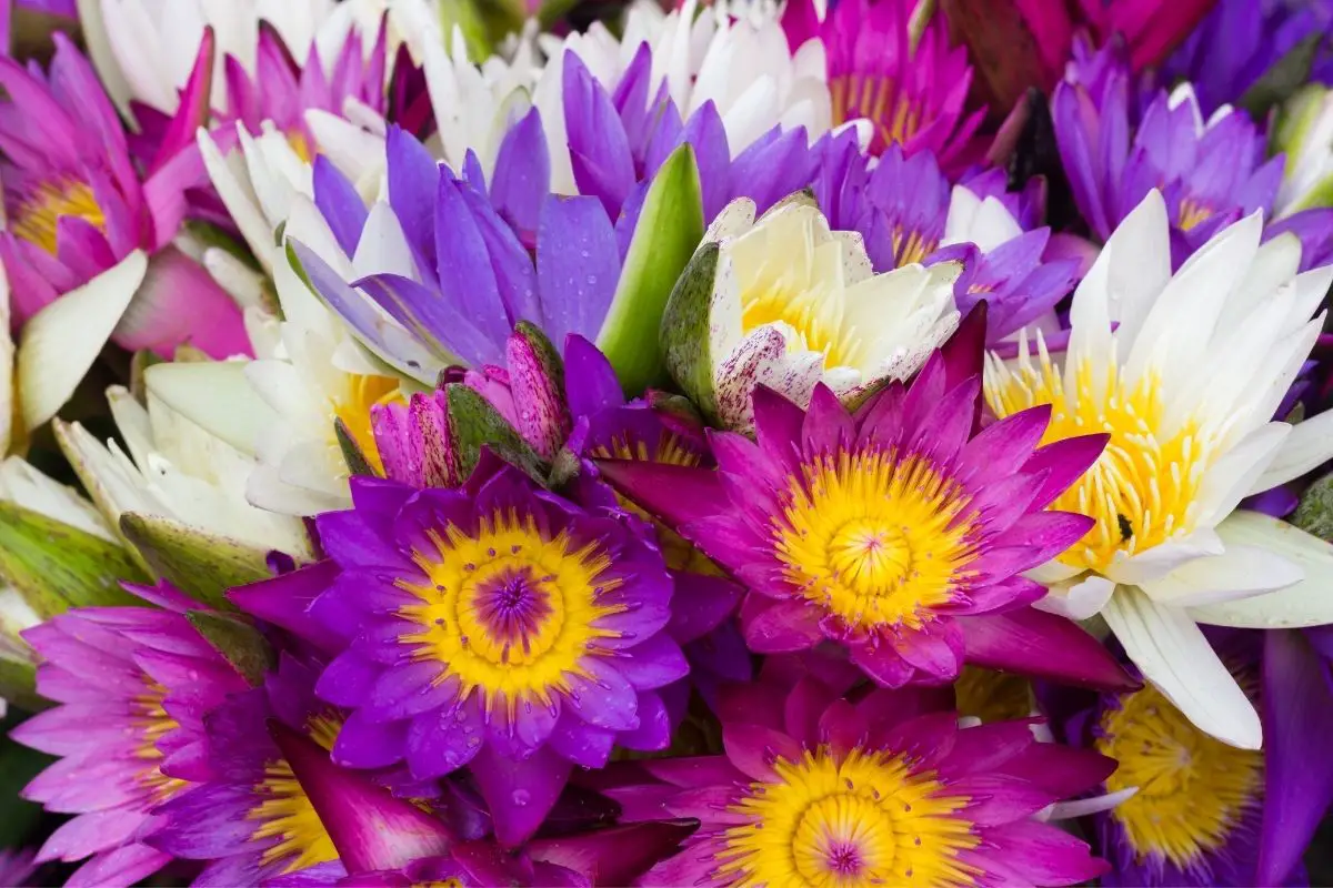 Types Of Lotuses Discover Different Varieties