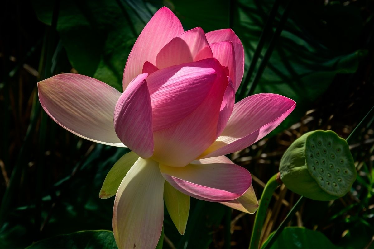 types of lotuses