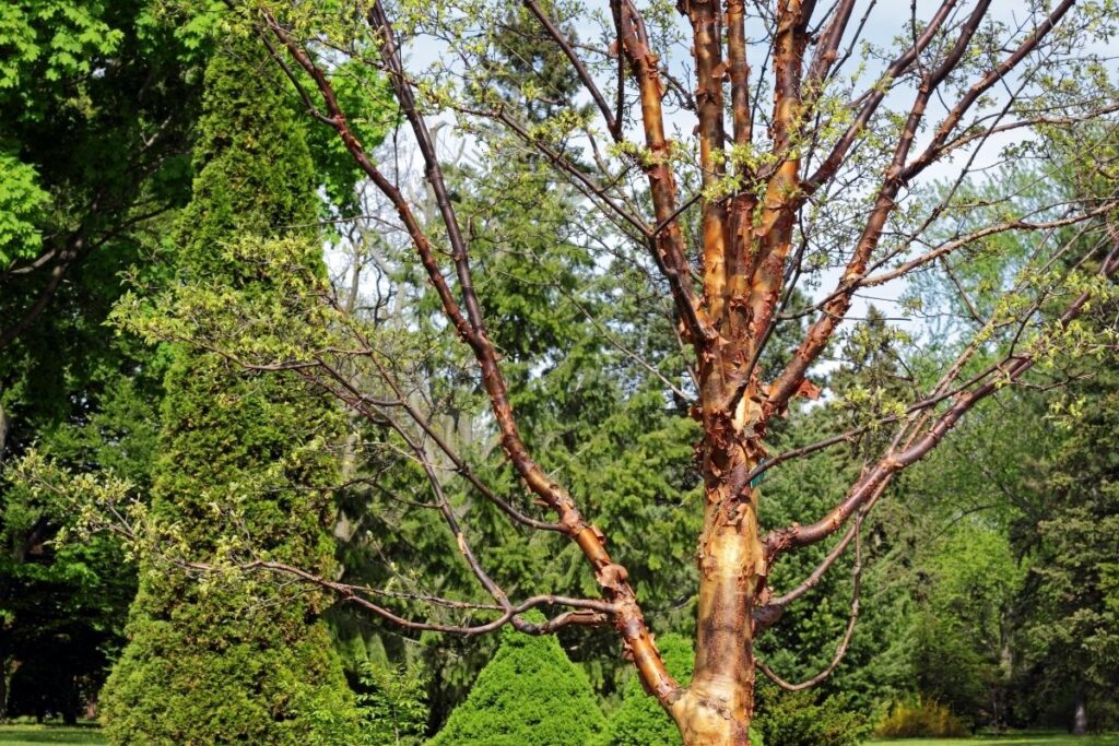 Acer Griseum (Paper Barked Maple) 