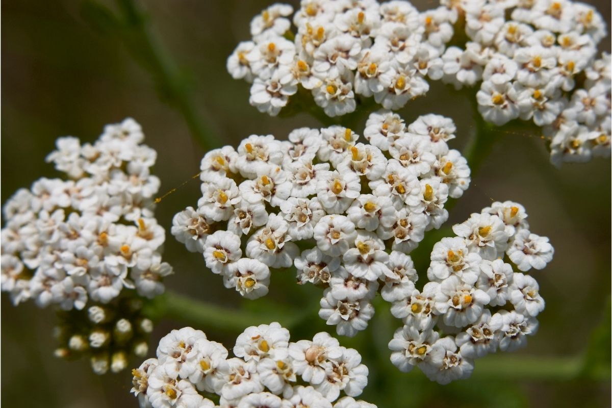 Lithuanian Flowers