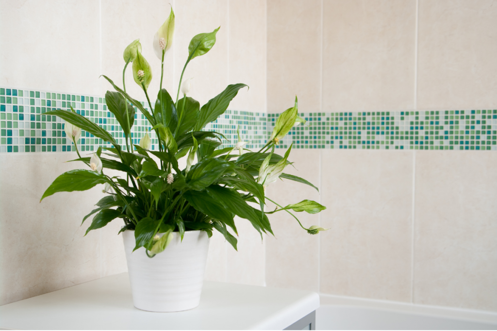 Advantages of Putting Peace Lilies Indoors