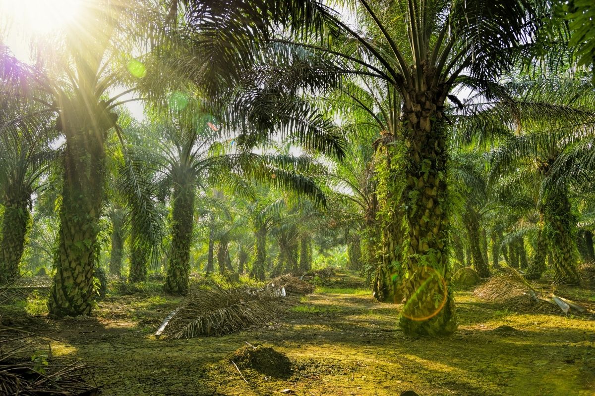 African Oil Palm (Elaeis Guineensis)