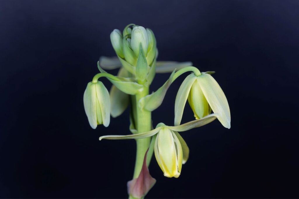 Albuca Frizzle Sizzle