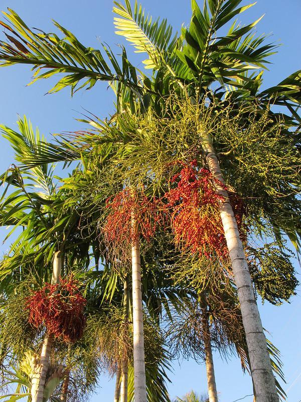 Alexander Palm Tree