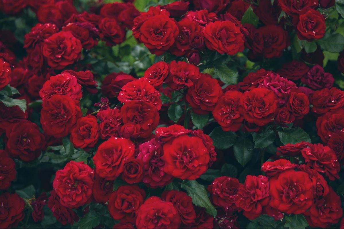 All Coming Up Roses: The Ultimate Guide To Roses
