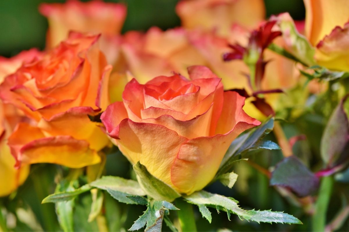 All Coming Up Roses: The Ultimate Guide To Roses
