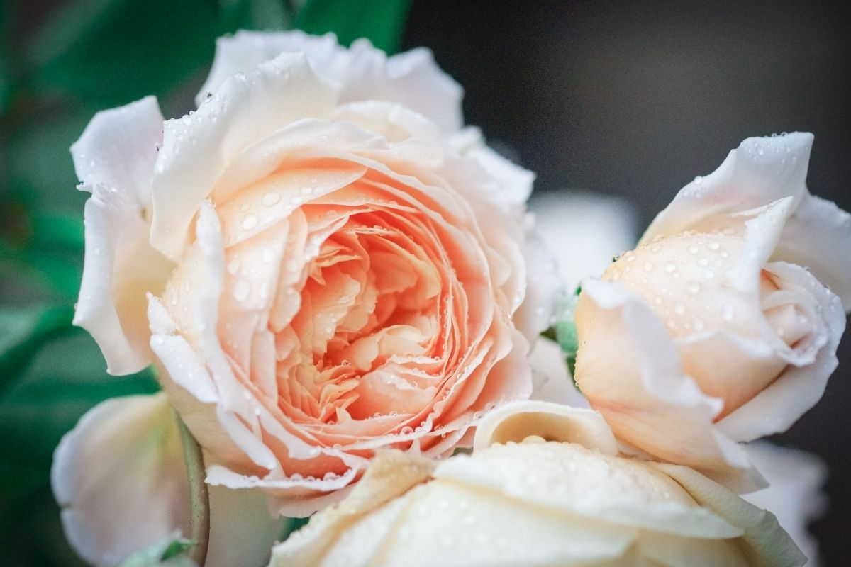 All Coming Up Roses: The Ultimate Guide To Roses
