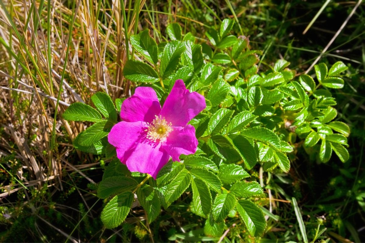 All Coming Up Roses: The Ultimate Guide To Roses
