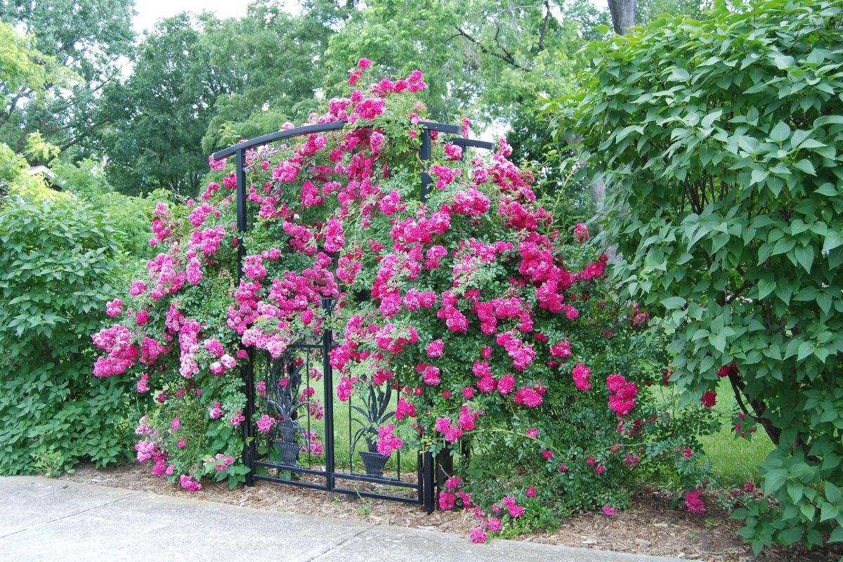 Hybrid Tea Rose