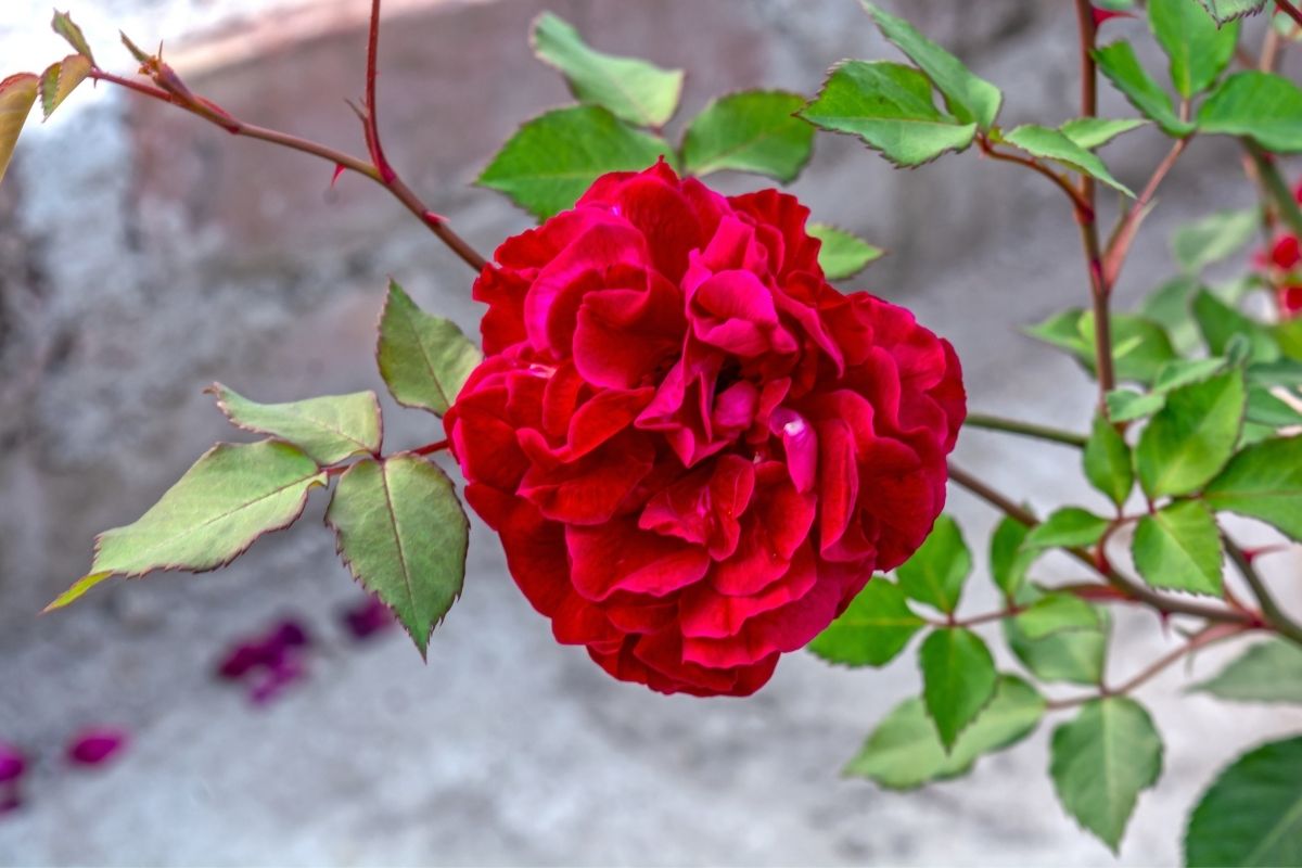 All Coming Up Roses: The Ultimate Guide to Roses