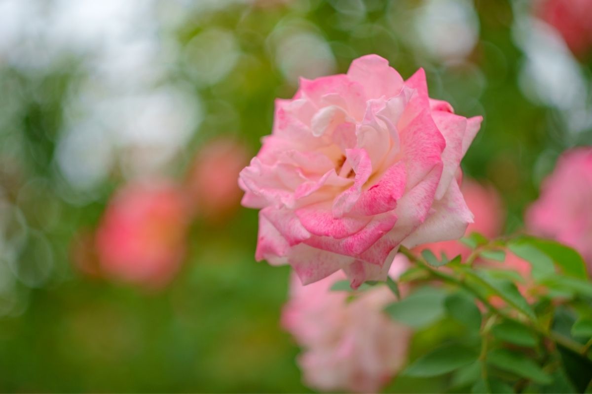 All Coming Up Roses: The Ultimate Guide to Roses