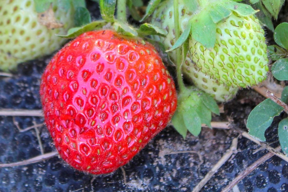 Allstar strawberry fruits