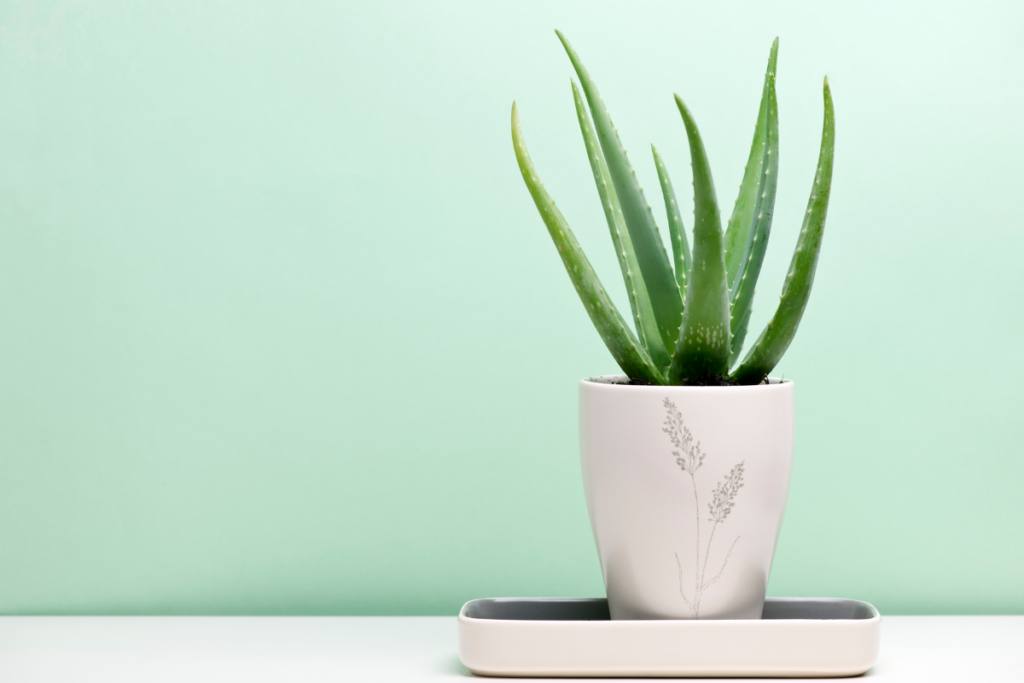 Aloe - best plant for office