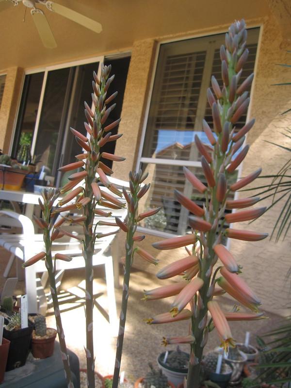 Aloe Crosby’s prolific. One of red succulents