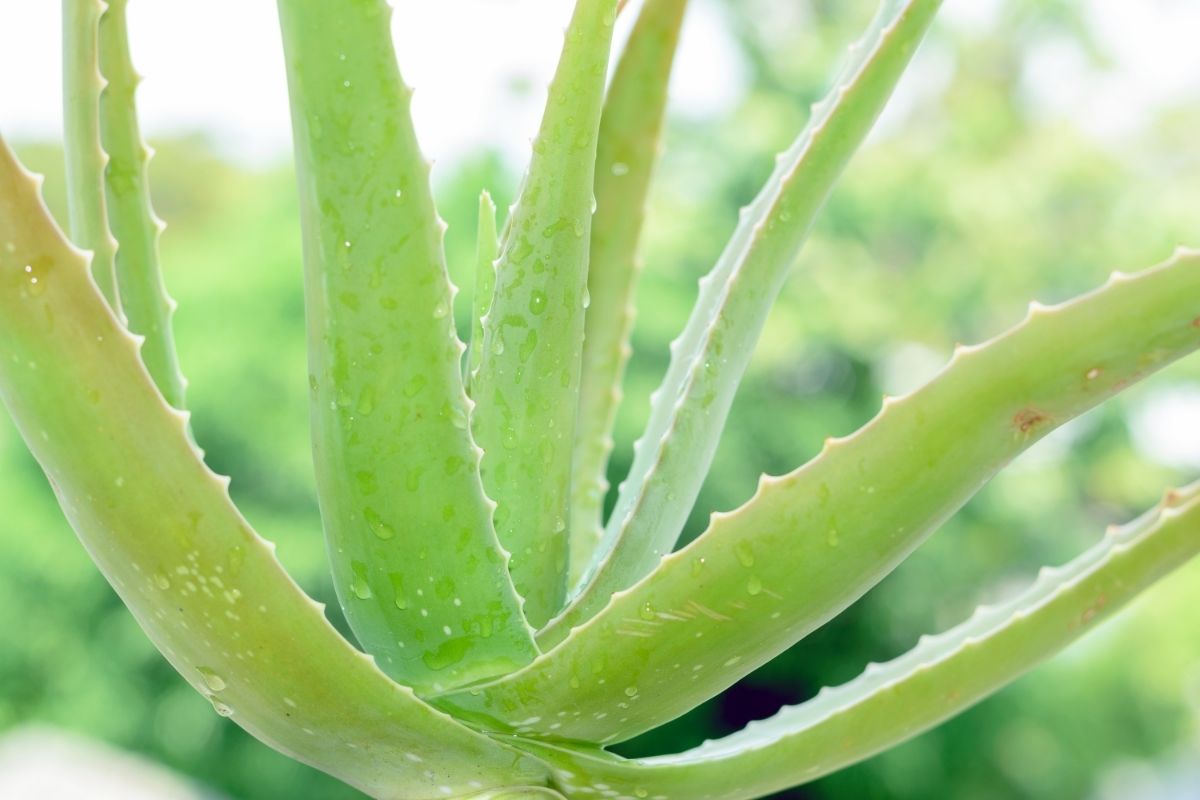 Aloe Vera (Aloe Vera)