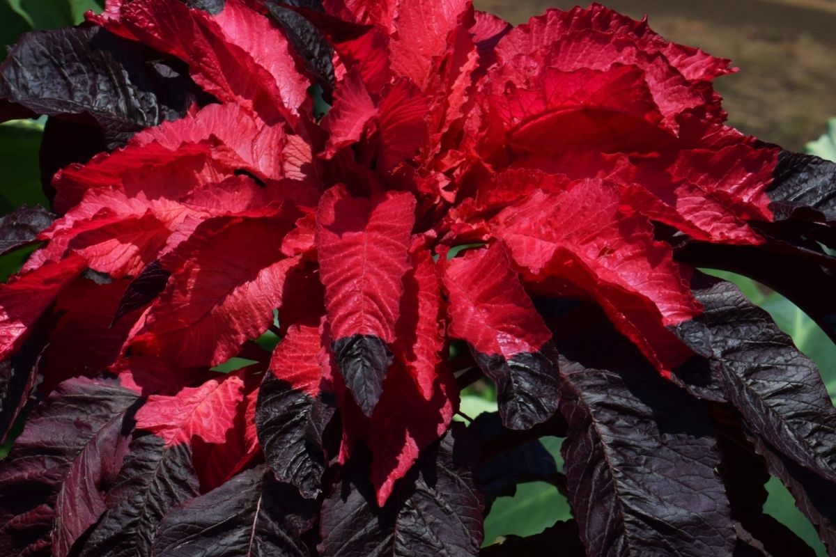 Amaranthus tricolor ‘Joseph's Coat’