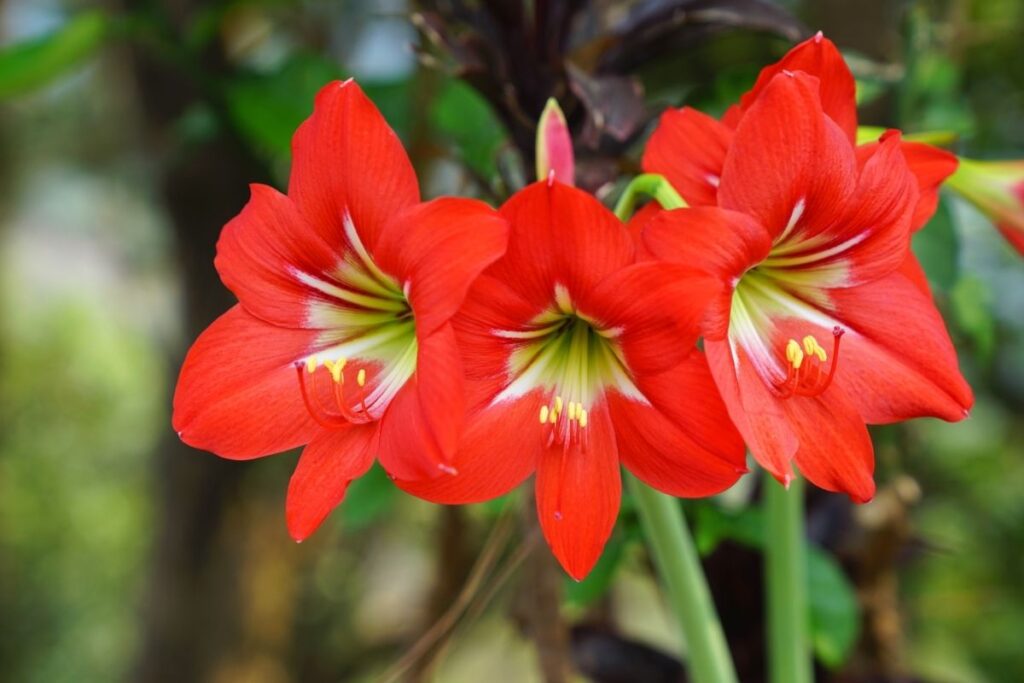 Amaryllis 