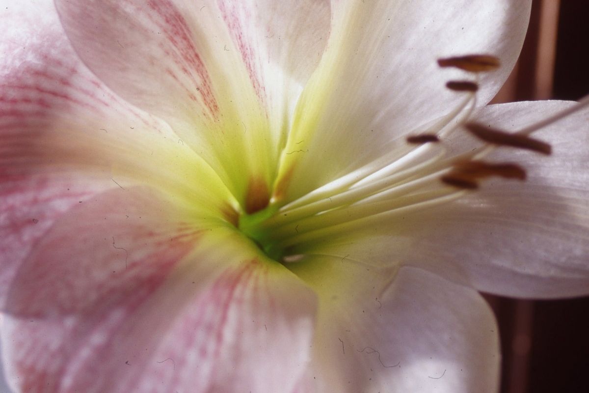 Amaryllis (Amaryllis)