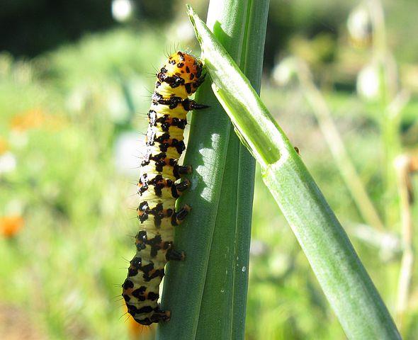Amaryllis Borer Caterpillar