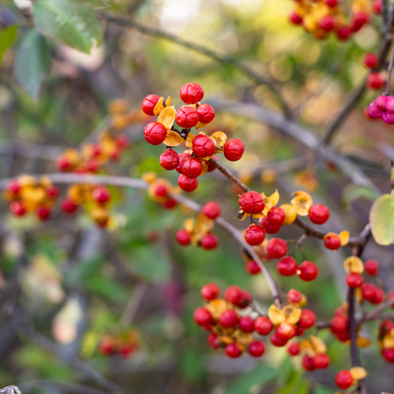 amber plants