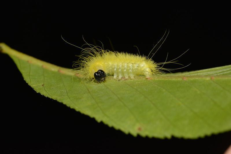 American Dagger Caterpillar