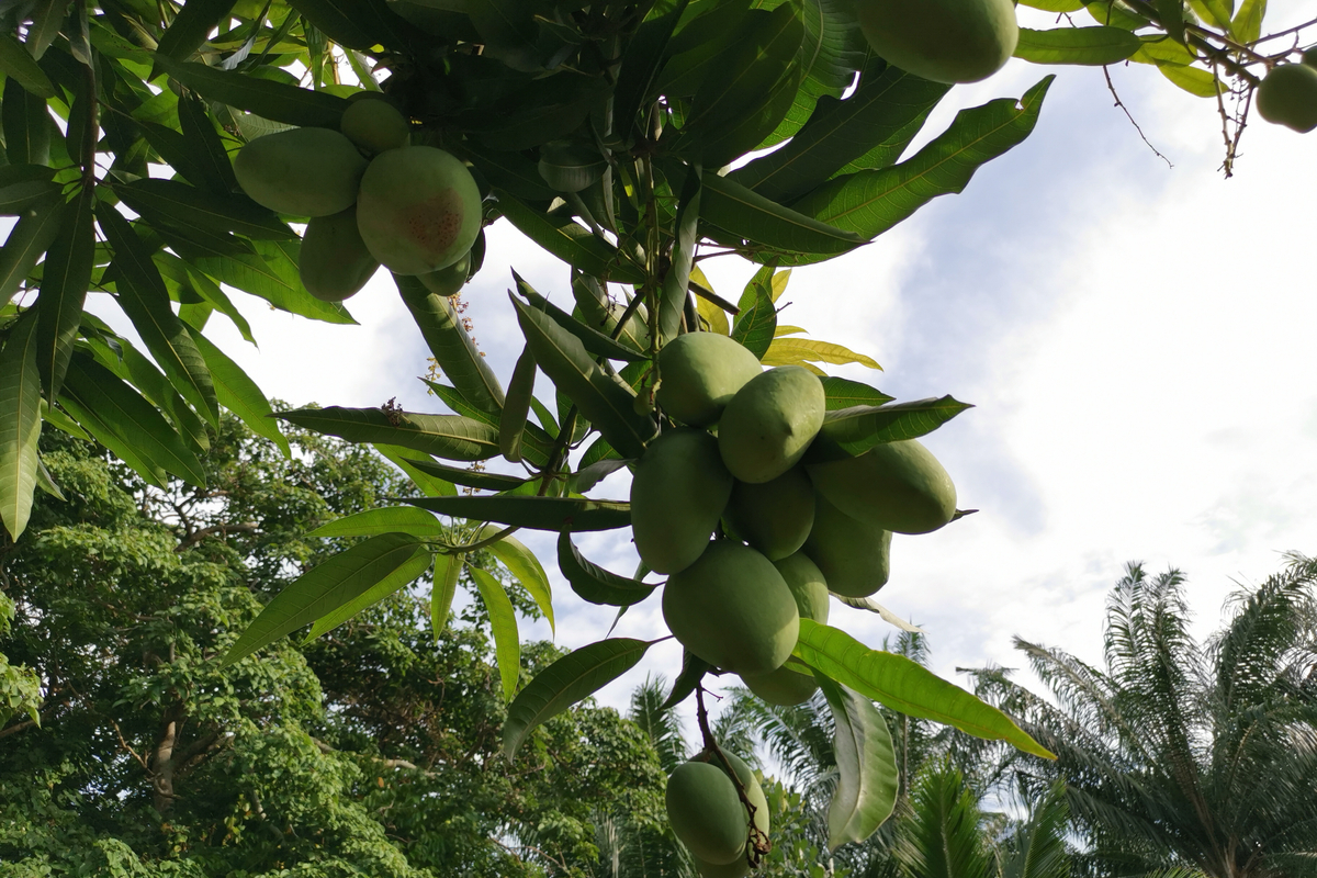 Amrapali Mango Tree