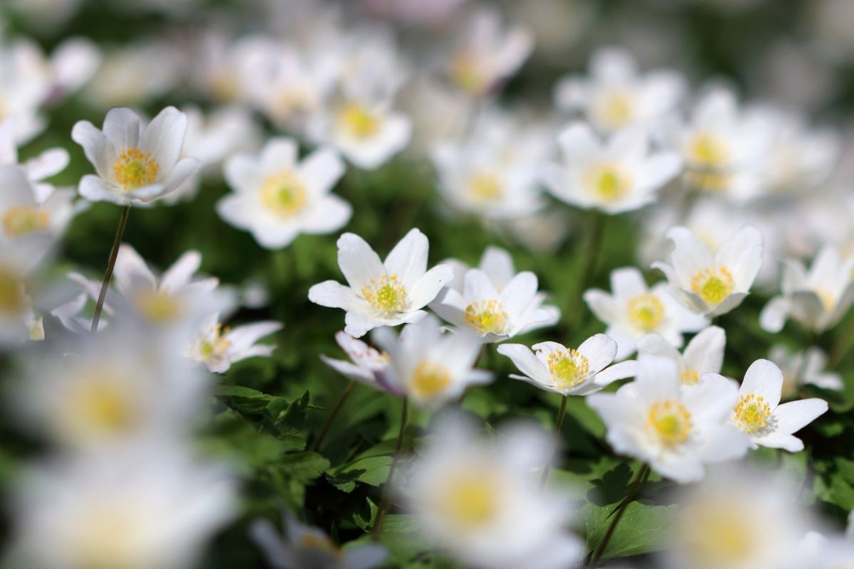 Lithuanian Flowers