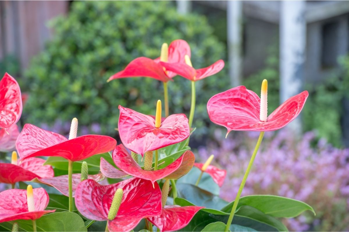 Anthurium (Anthurium Andraeanum)