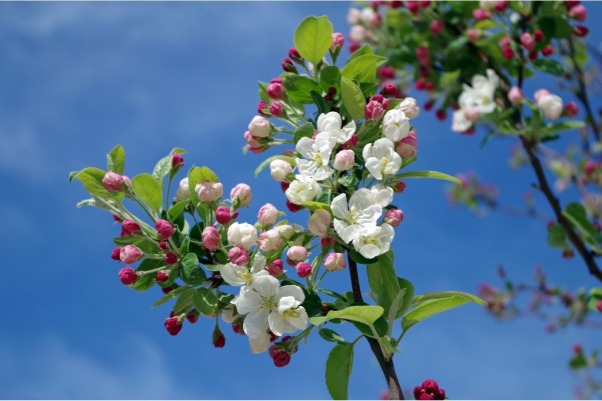 Apple Blossom: Types of clematises