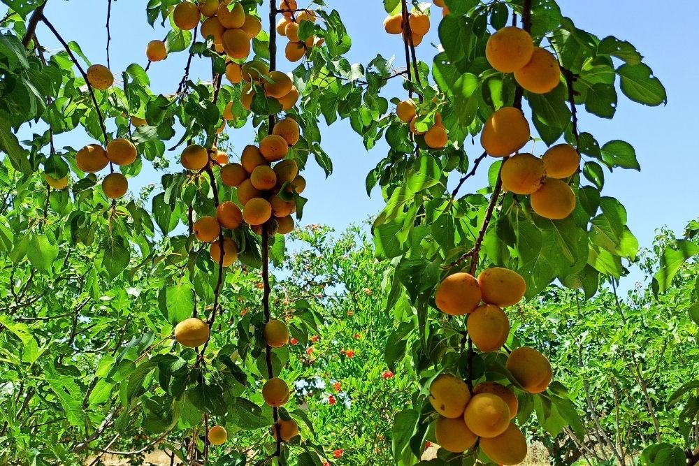 14 Interesting Apricot Trees (With Pictures)