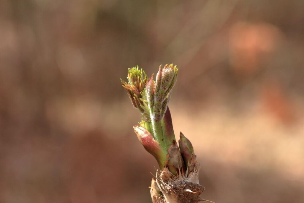 Aralia Elata (Japanese Angelica Or Devil’s Walking Stick)