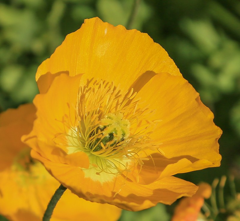 Arctic Poppy