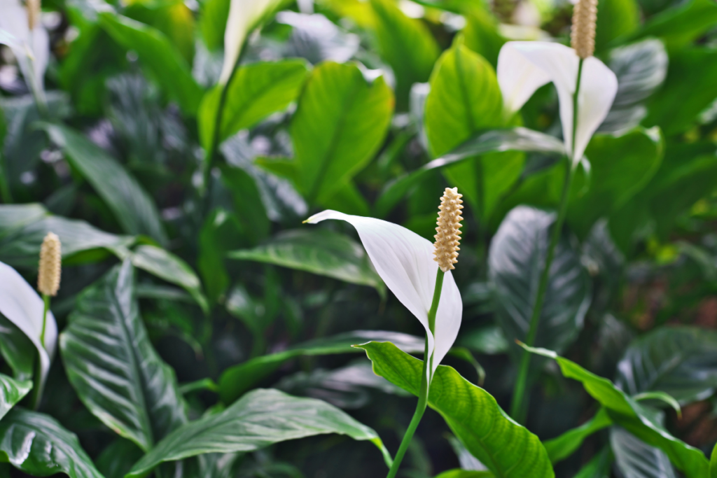 Are Peace Lilies Invasive?