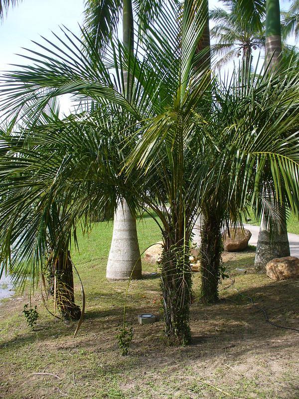 Arikury Palm