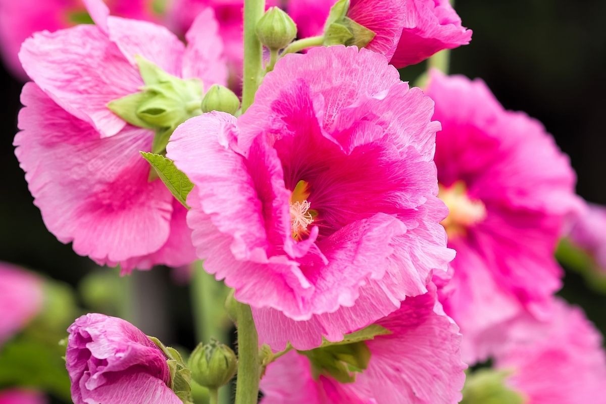 Lithuanian Flowers