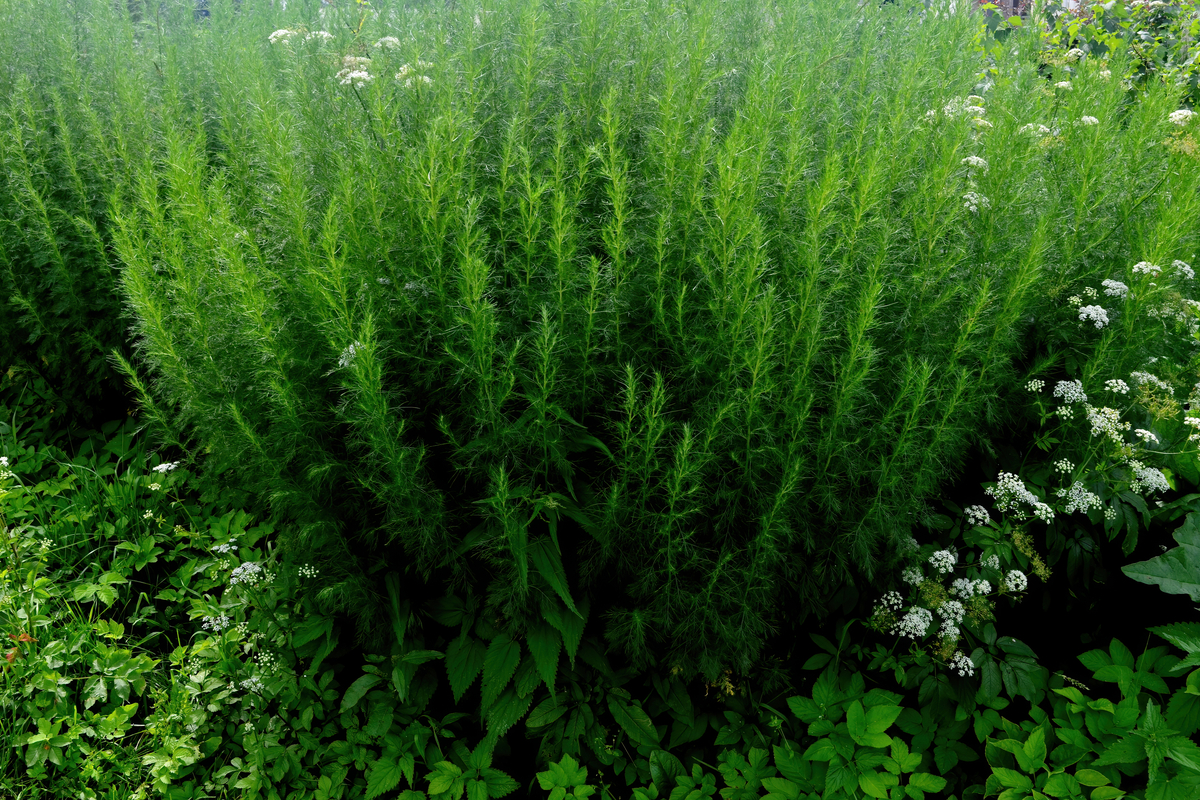 Artemisia Abrotanum (Southernwood)