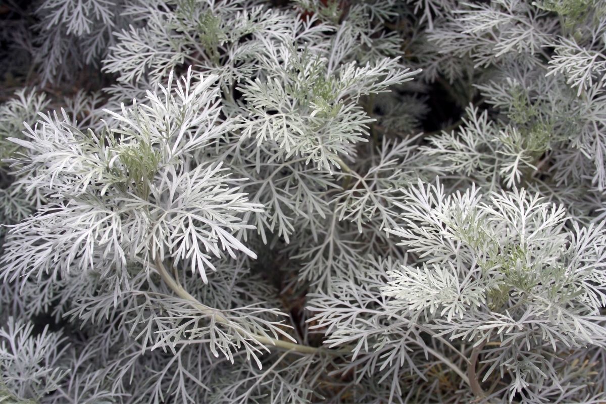 Artemisia Silver Flowers