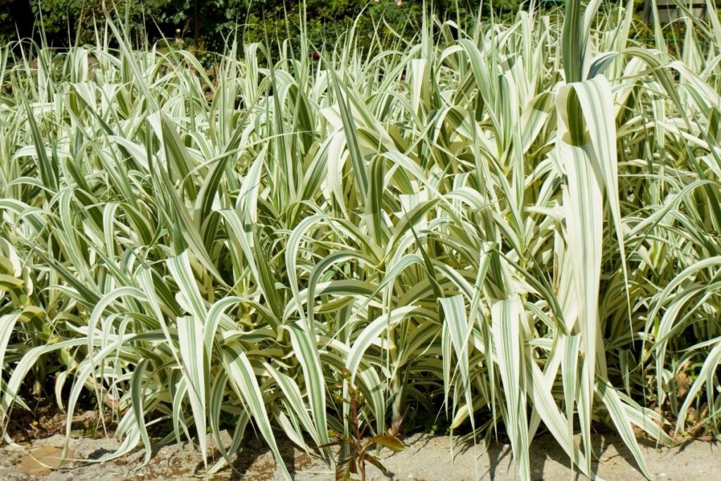 Arundo Donax (Spanish Reed)