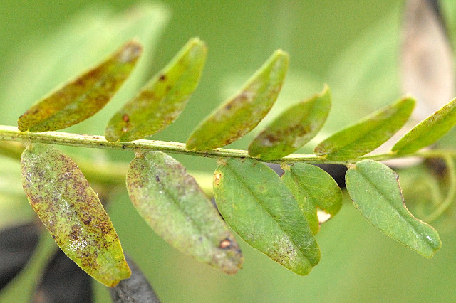 Ascochyta Blight - what is eating my pea plant