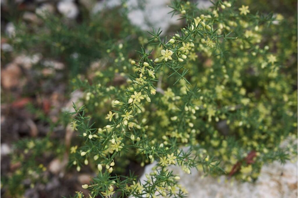 Asparagus Asparagus Flower  Acutifolius