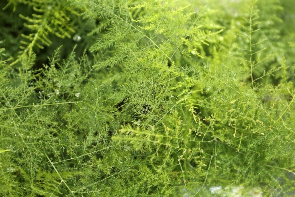 Asparagus Flower Cochinensis