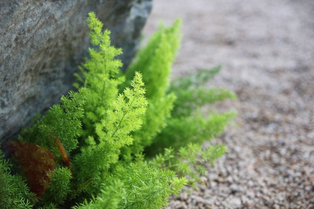 Asparagus Densiflorus (Foxtail Fern)