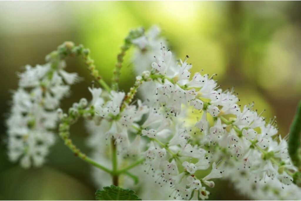 Asparagus Densiflorus Nana