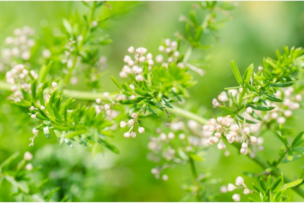 asparagus flowers