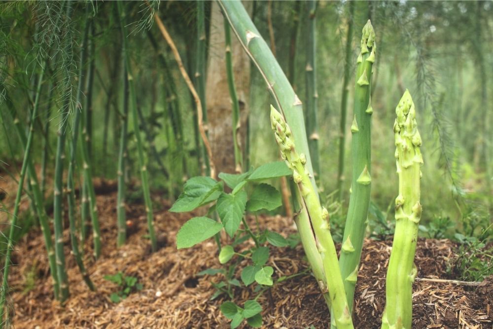  Asparagus Plants