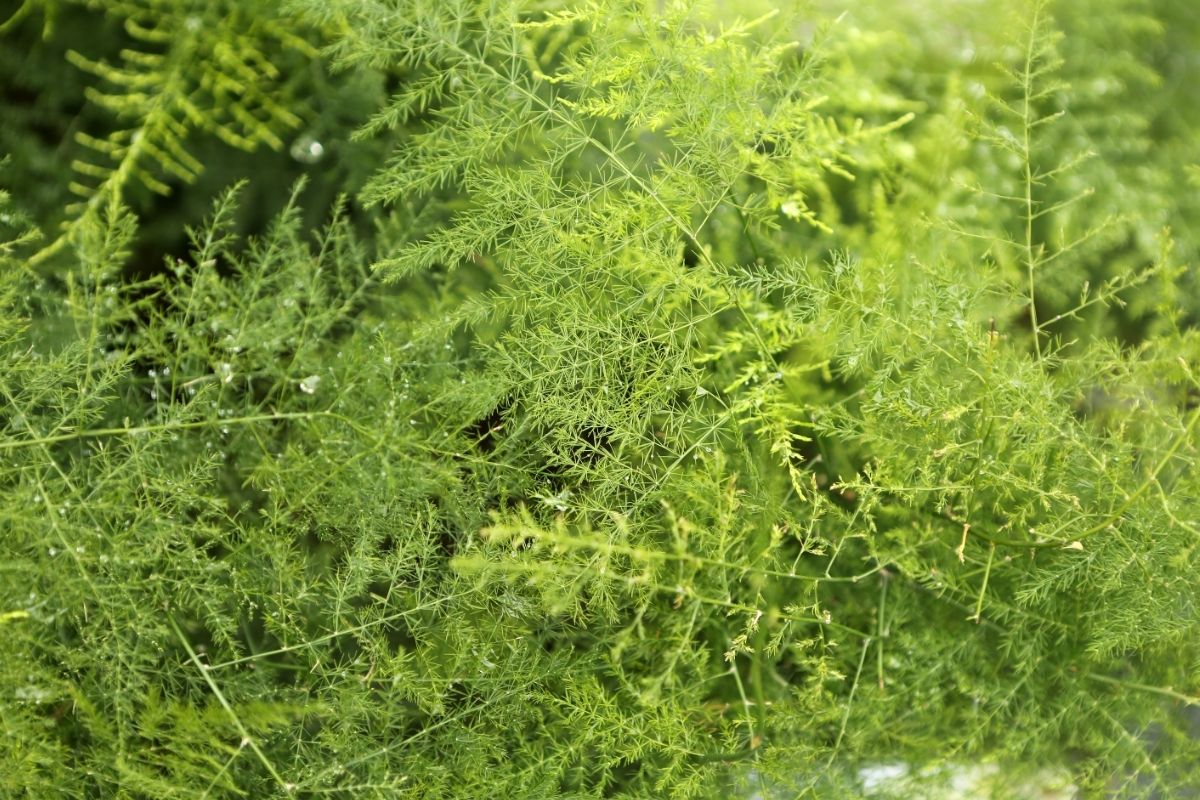 Retrofractus (Asparagus Fern)