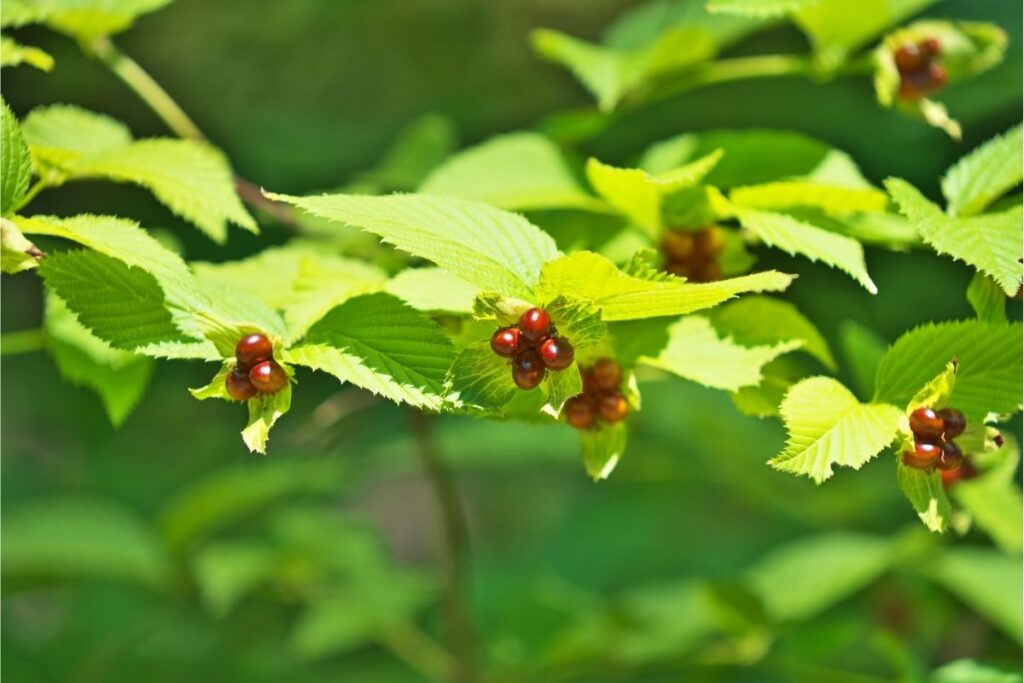 Asparagus Scandens