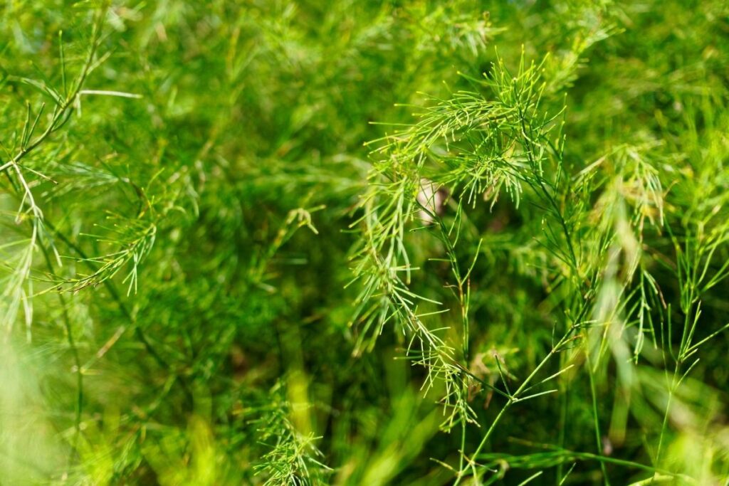 Asparagus Schoberioides