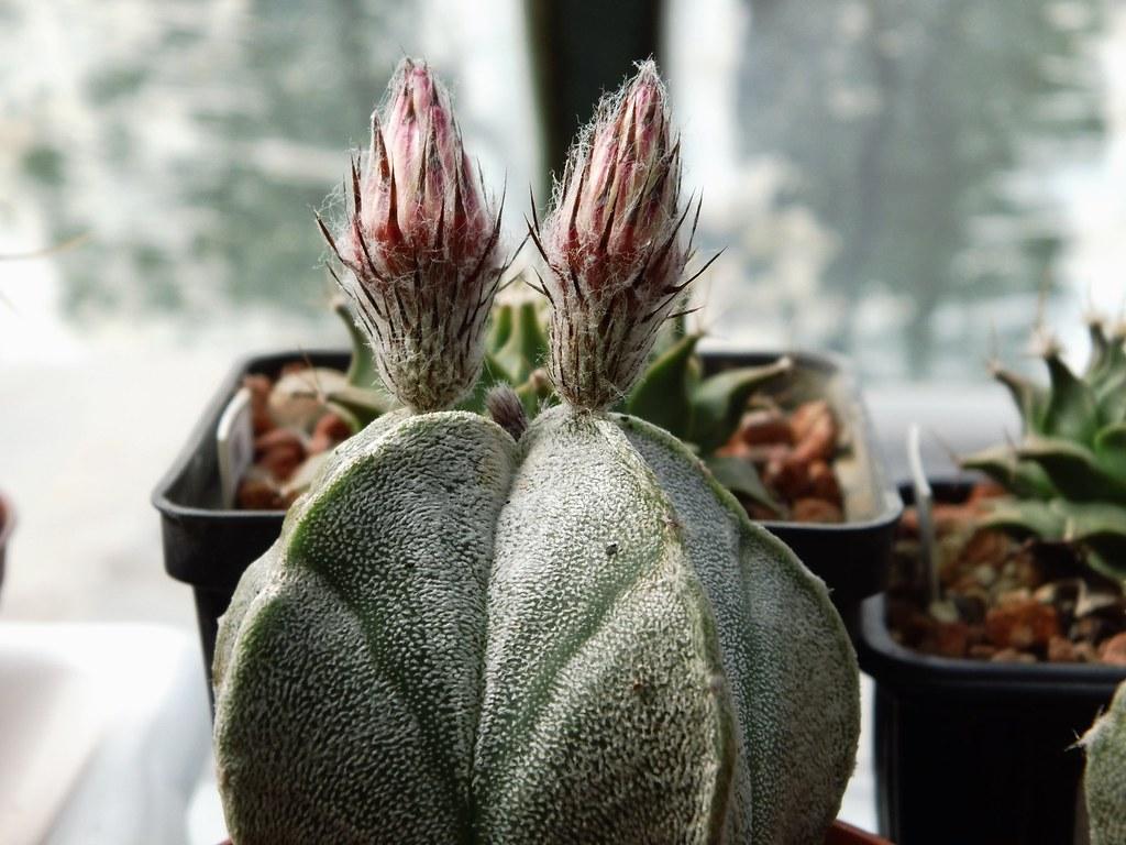 Astrophytum coahuilense pink cactus