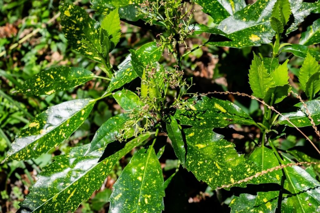 Aucuba Japonica Crassifolia (Japanese Laurel) 